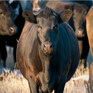 Creekstone USA Black Angus beef